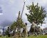 Boy Scouts from Troop 324 launch a catapult that they built earlier in the day.