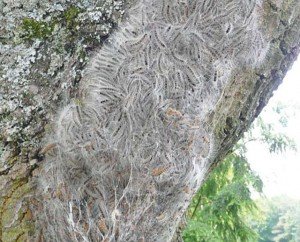 Photo by Peter Zeisberger An Oak Processionary caterpillar nest on an oak tree is a clear warning sign to stay away.