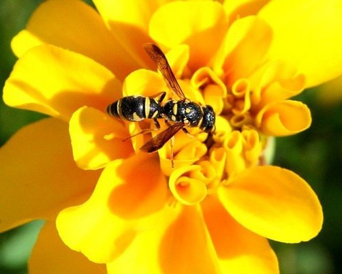 Bees yellow-jacket-57308_640