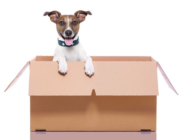 dog in a box pcs with pets