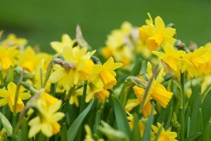 Appropriately enough, the flower for the month of March is the Jonquil, or daffodil, a bright yellow, cheerful spring blossom. 