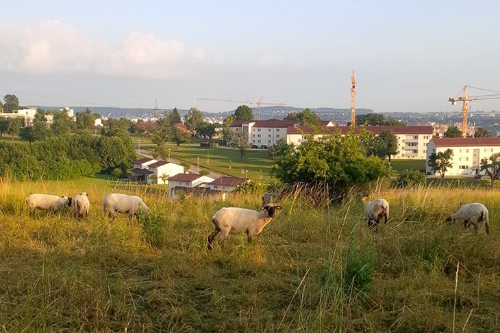 A flock of sheep graze contently on Robinson Barracks during the early morning hours June 24. Photo by Heidi Malarchik, USAG Stuttgart.