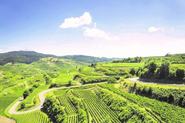 Scenic Drives wine road