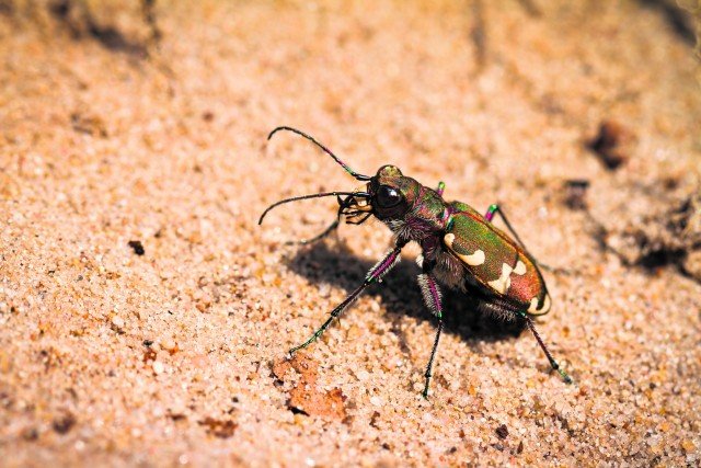 Page4_120035401 tiger beetle