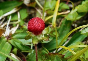 strawberry clover plant