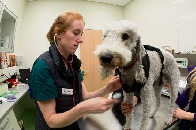Rosie receives a health checkup from Dr. Jessie Bryant, a veterinarian at the Stuttgart Veterinary Treatment Facility. Family pets moving abroad have health requirements to meet before departure. Work with your veterinarian to ensure they are ready to go. — Photo by Kevin S. Abel