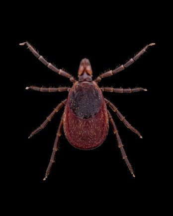  The deer tick is the only tick that carries Lyme disease. It is more common in the Northeast and upper Midwest parts of the U.S. If individuals remove attached ticks promptly, they can prevent tick-borne disease. (Photo Credit: Graham Snodgrass, Army Public Health Center (Provisional)) VIEW ORIGINAL 