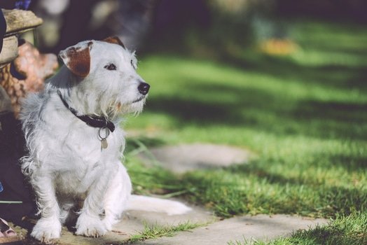 walking-garden-dog-outside-medium