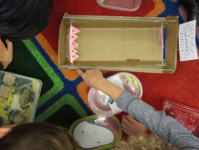 Stuttgart Elementary School students race larva in class, Nov. 28, 2016.