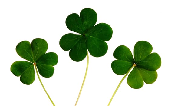 11 Lucky Facts About The Four-Leaf Clover - The Fact Site