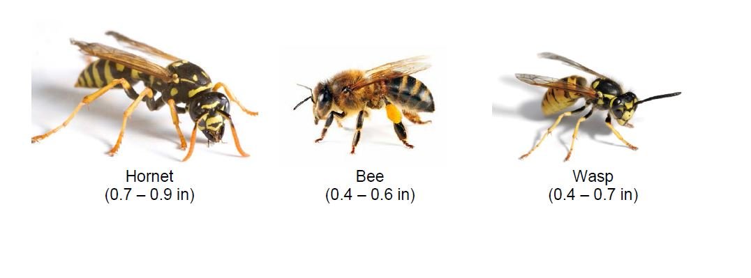 Bee And Wasp Identification Chart Uk