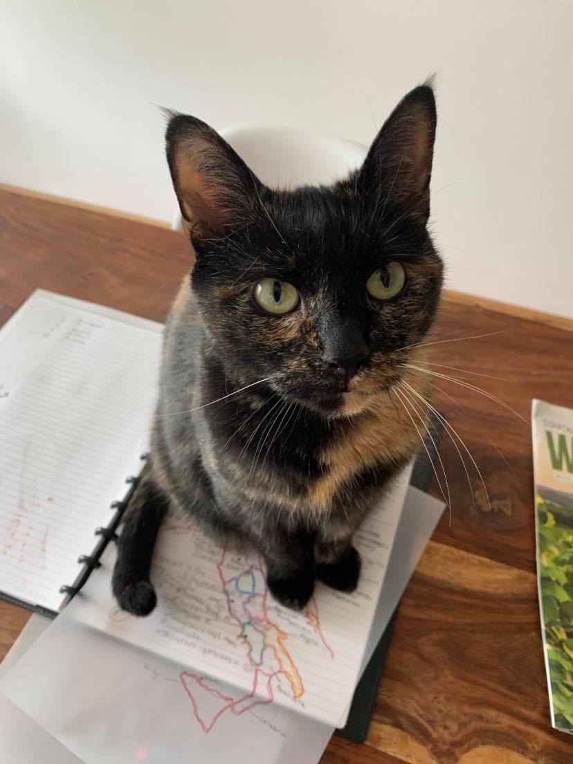 Patton the cat sits on a notebook and looks at the camera